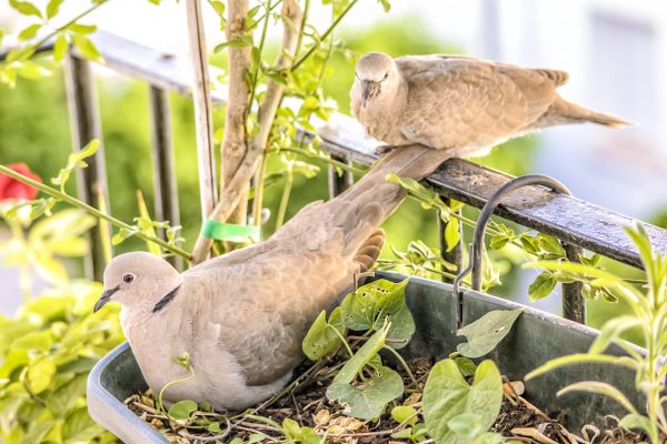 The Song of the Turtledove