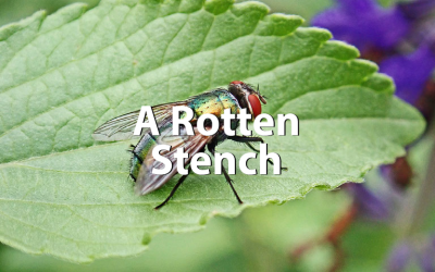 A Rotten Stench